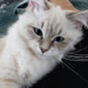 Meet your Posher, Marie